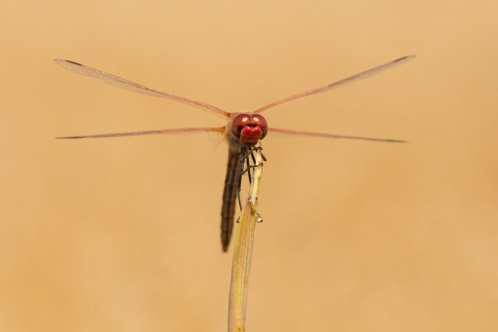 Le Sympétrum de Fonscolombe (Le) Sympetrum fonscolombii (Selys, 1840)