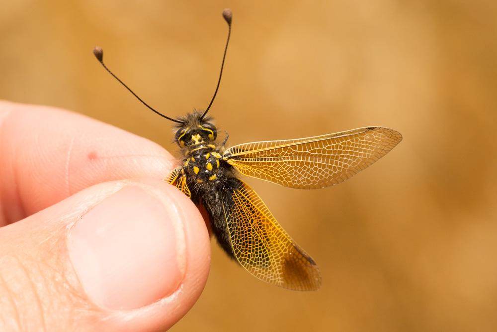  Libelloides ictericus (Charpentier, 1825)