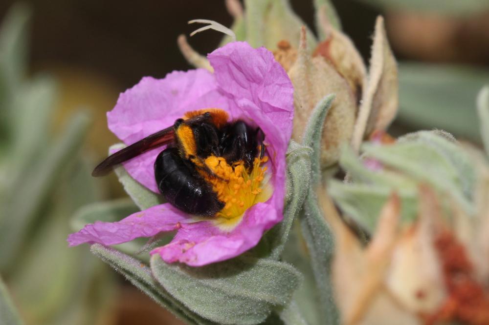  Andrena thoracica (Fabricius, 1775)