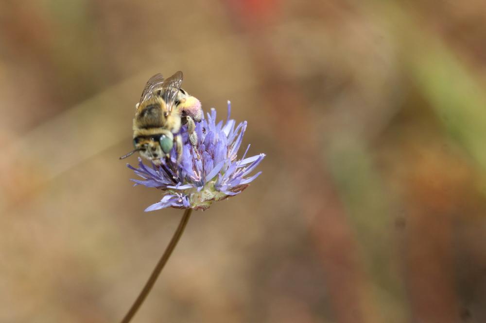 Héliophile commune Anthophora bimaculata (Panzer, 1798)