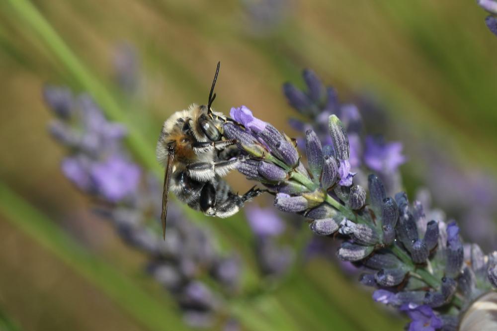 Anthophore cuissarde Anthophora femorata (Olivier, 1789)