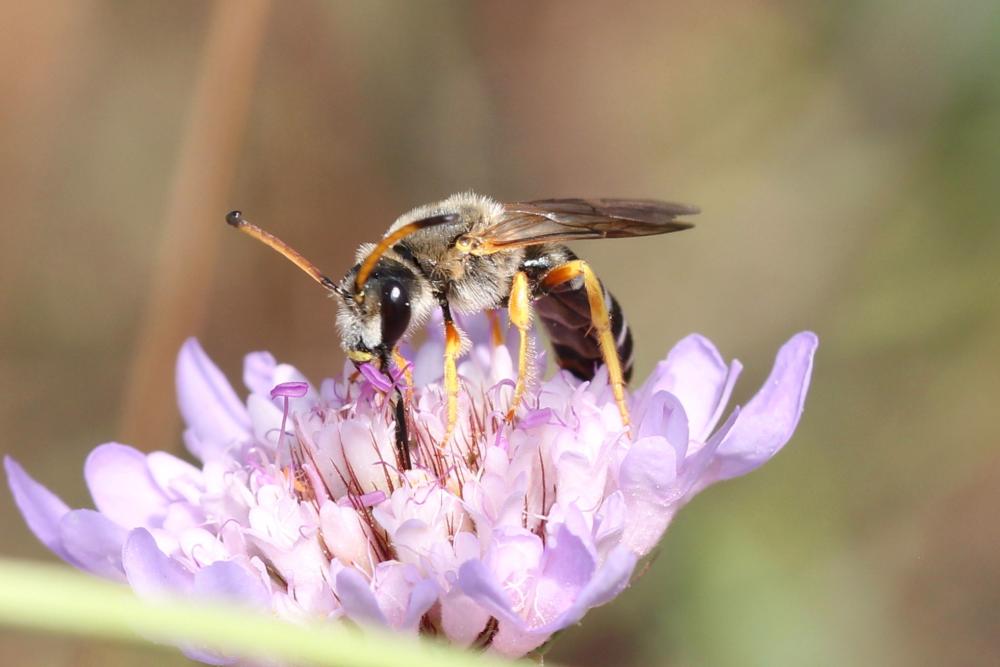 Le  Halictus sexcinctus (Fabricius, 1775)