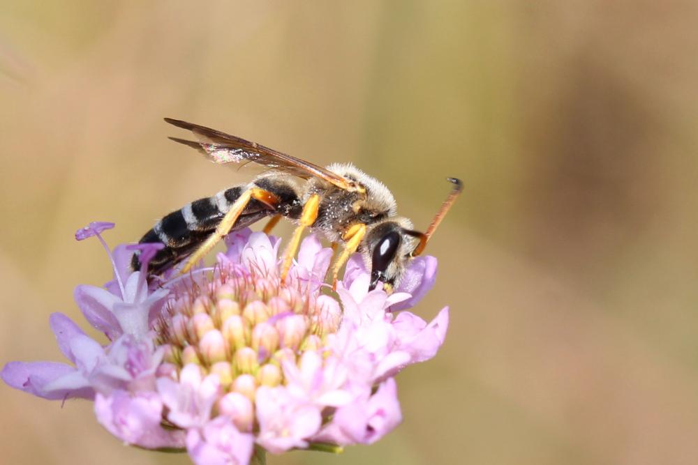 Le  Halictus sexcinctus (Fabricius, 1775)