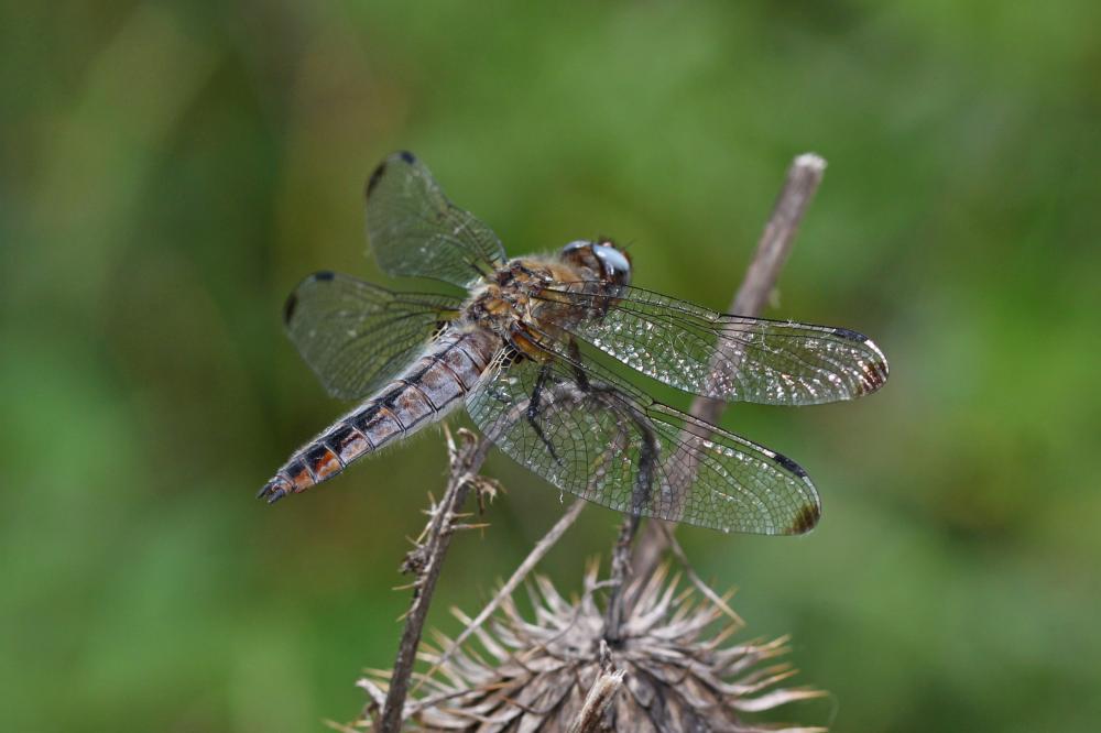 Orthétrum réticulé (L') Orthetrum cancellatum (Linnaeus, 1758)