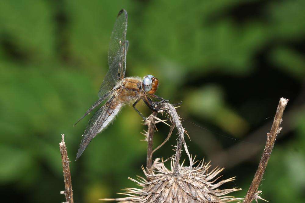 Orthétrum réticulé (L') Orthetrum cancellatum (Linnaeus, 1758)