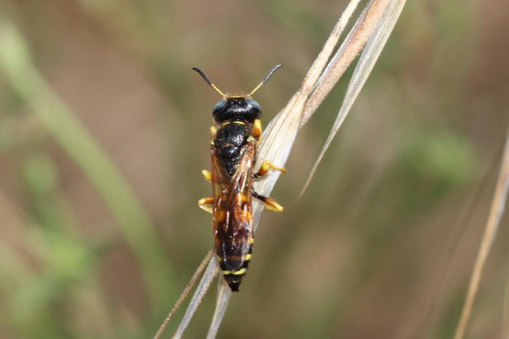  Philanthus coronatus (Thunberg, 1784)