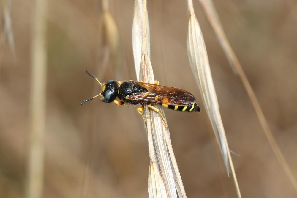  Philanthus coronatus (Thunberg, 1784)