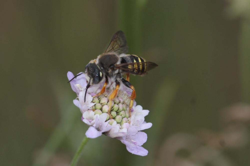 Trachusa interrupta (Fabricius, 1781)