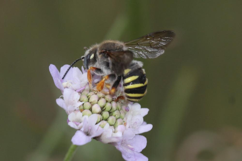 Trachusa interrupta (Fabricius, 1781)
