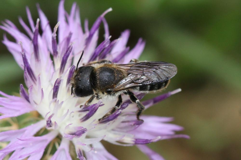 Osmia dimidiata Morawitz, 1870