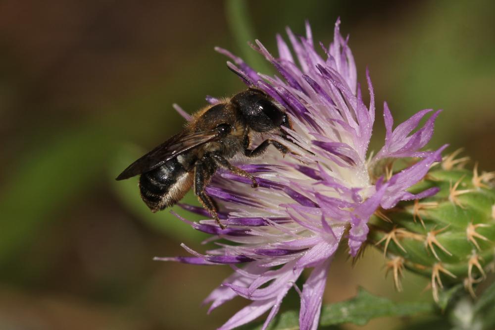 Osmia dimidiata Morawitz, 1870