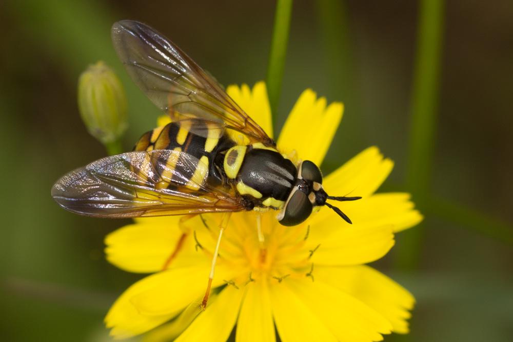 Chrysotoxum Meigen, 1803