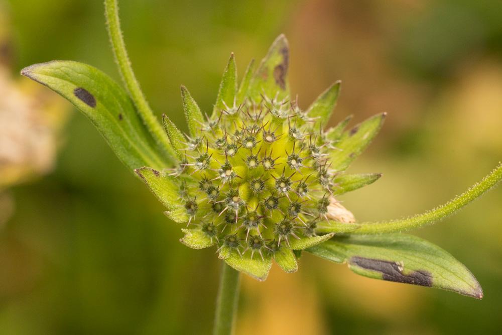 Knautie à feuilles de Cardère Knautia dipsacifolia (Host) Kreutzer, 1840