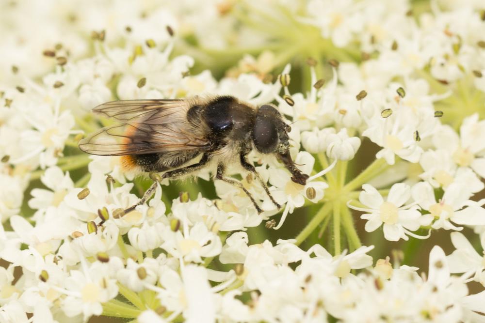 Cheilosia illustrata (Harris, 1780)