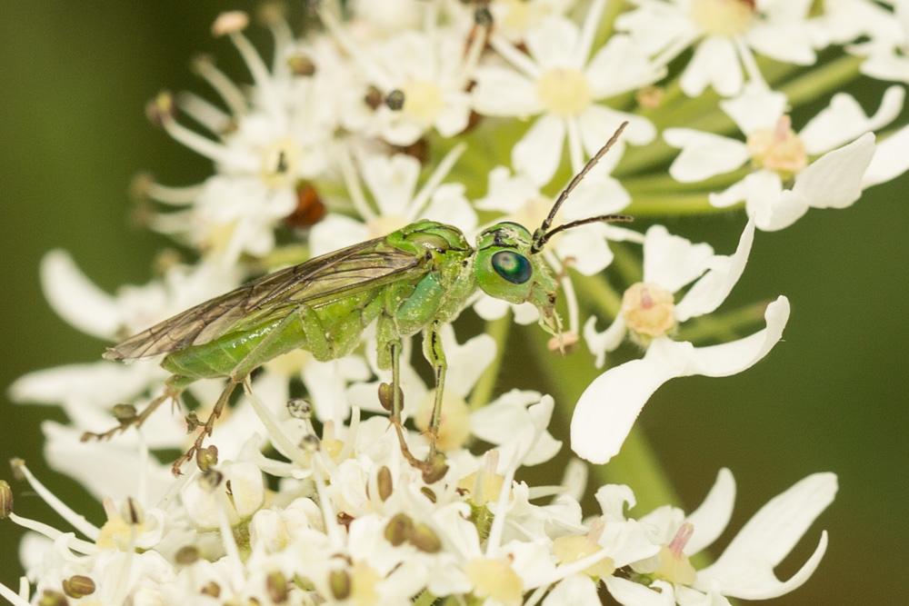 Le  sp. Rhogogaster Konow, 1884 sp.