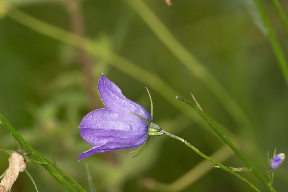 La Campanule rhomboidale, Campanule à feuilles en los Campanula rhomboidalis L., 1753