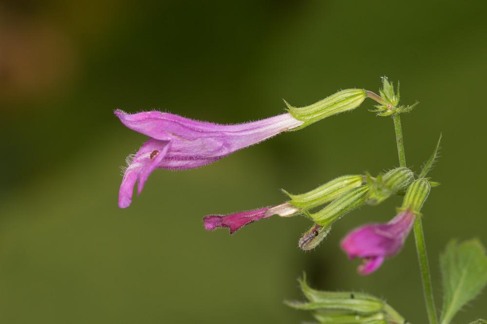 Le Calament à grandes fleurs Clinopodium grandiflorum (L.) Kuntze, 1891