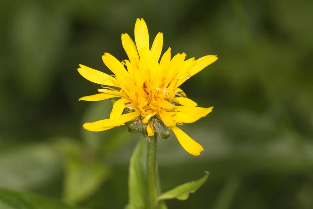 Crépide des Pyrénées, Crépis des Pyrénées Crepis pyrenaica (L.) Greuter, 1970