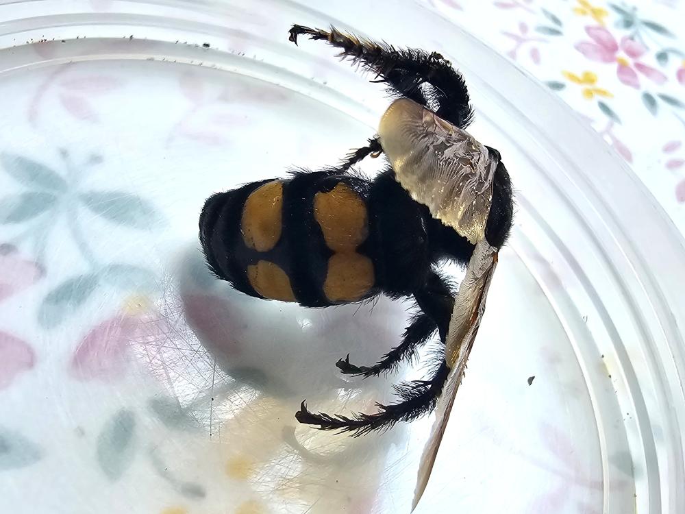La  Megascolia maculata flavifrons (Fabricius, 1775)