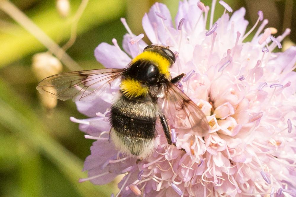Le  Sericomyia bombiformis (Fallén, 1810)