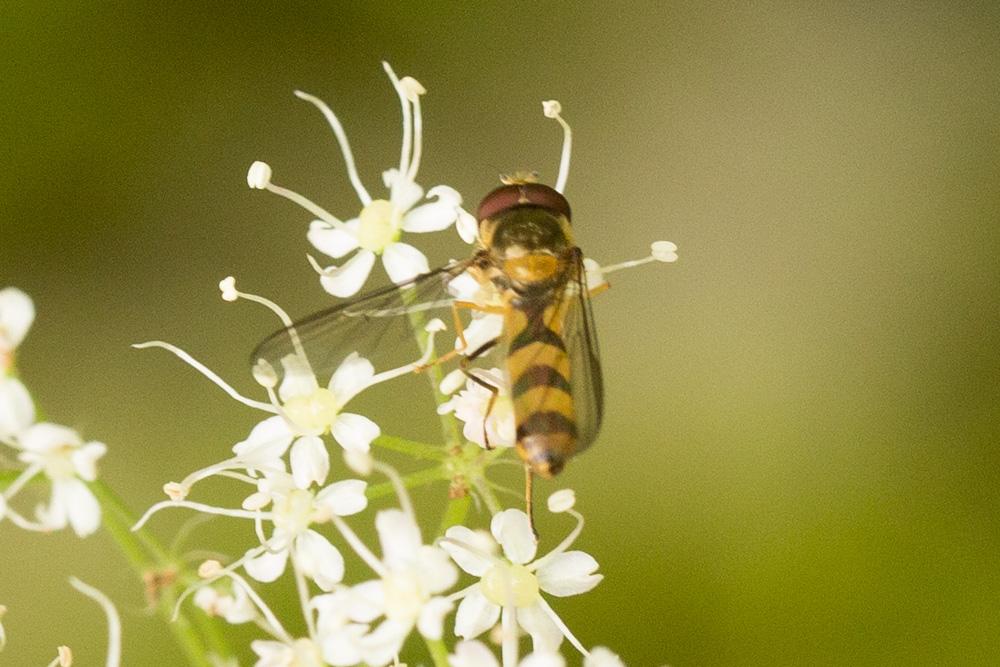 Meliscaeva cinctella (Zetterstedt, 1843)