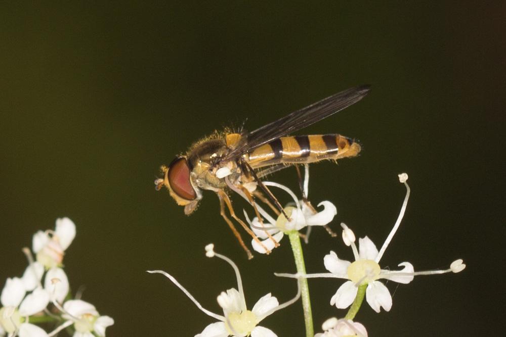Meliscaeva cinctella (Zetterstedt, 1843)