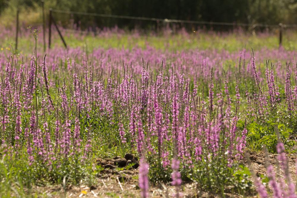 Salicaire commune, Salicaire pourpre Lythrum salicaria L., 1753