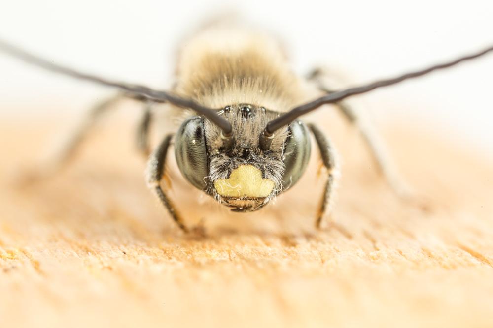Eucère de la salicaire Tetraloniella salicariae (Lepeletier, 1841)