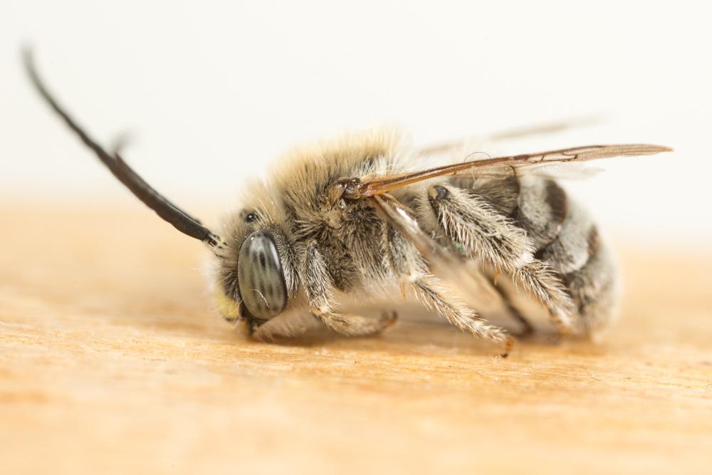 Eucère de la salicaire Tetraloniella salicariae (Lepeletier, 1841)