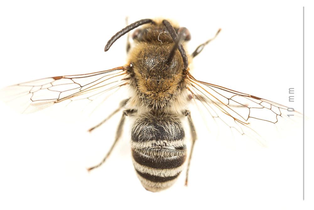Le  Colletes nigricans Gistel, 1857