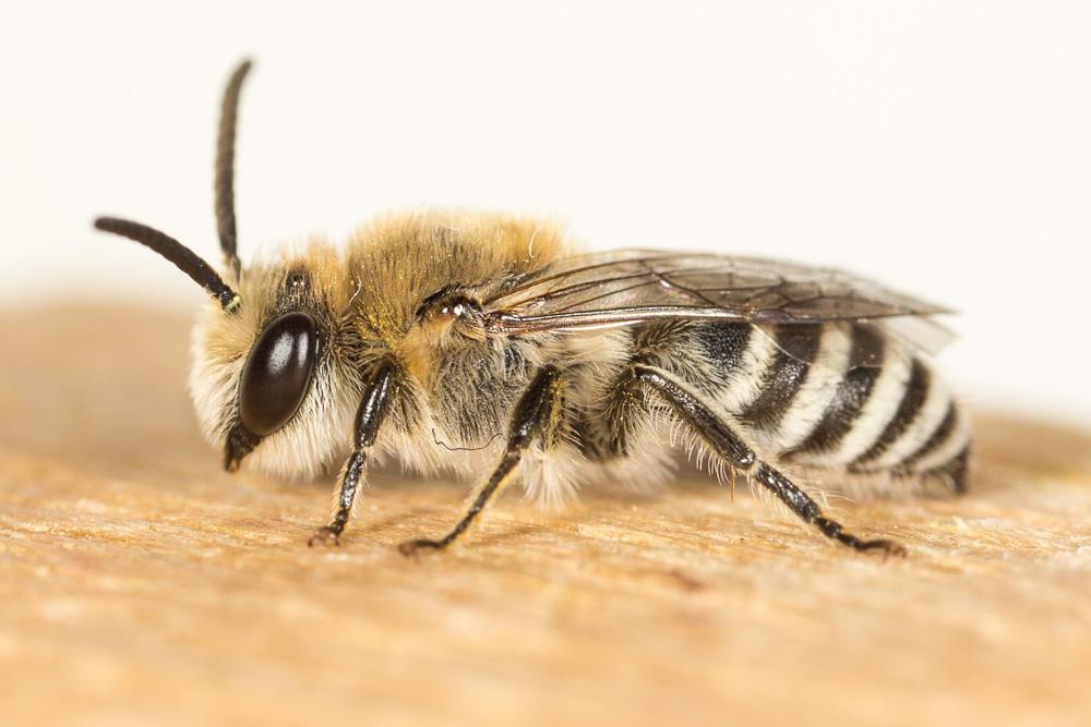 Le  Colletes nigricans Gistel, 1857