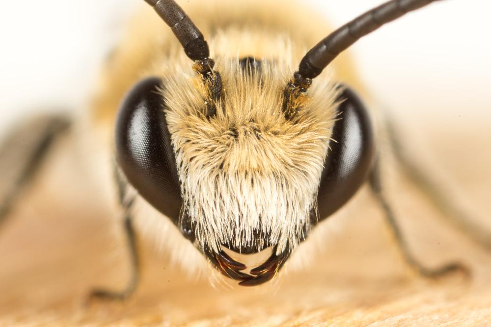 Le  Colletes nigricans Gistel, 1857