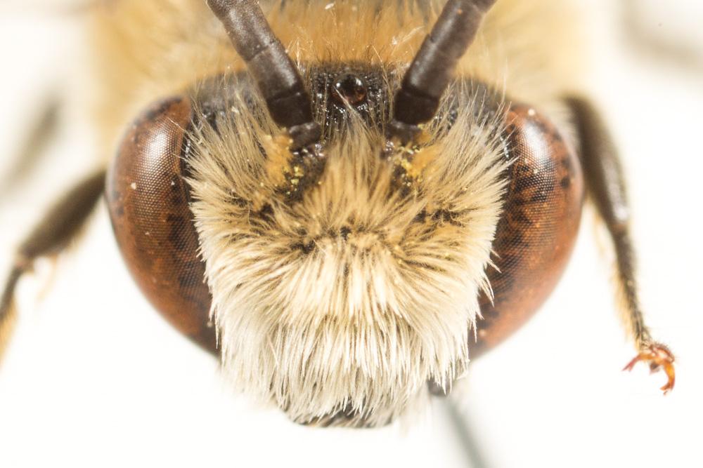Le  Colletes nigricans Gistel, 1857