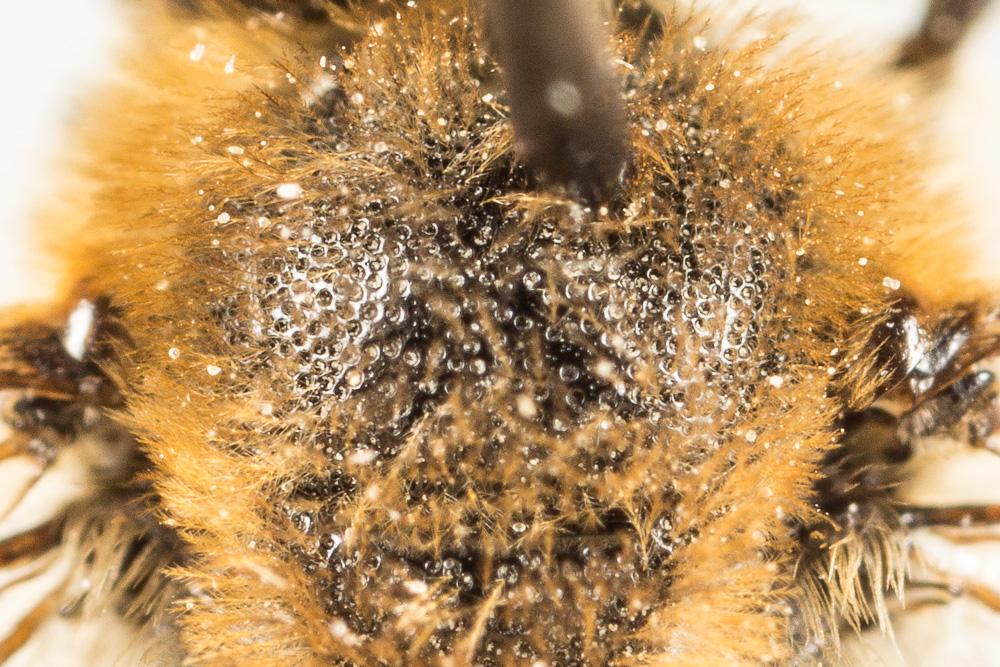 Le  Colletes nigricans Gistel, 1857