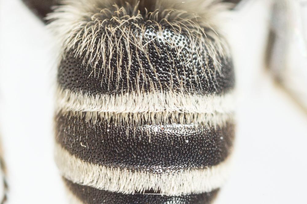 Le  Colletes nigricans Gistel, 1857