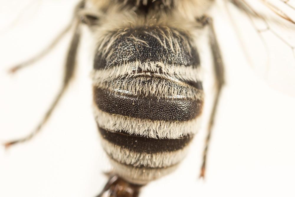 Le  Colletes nigricans Gistel, 1857