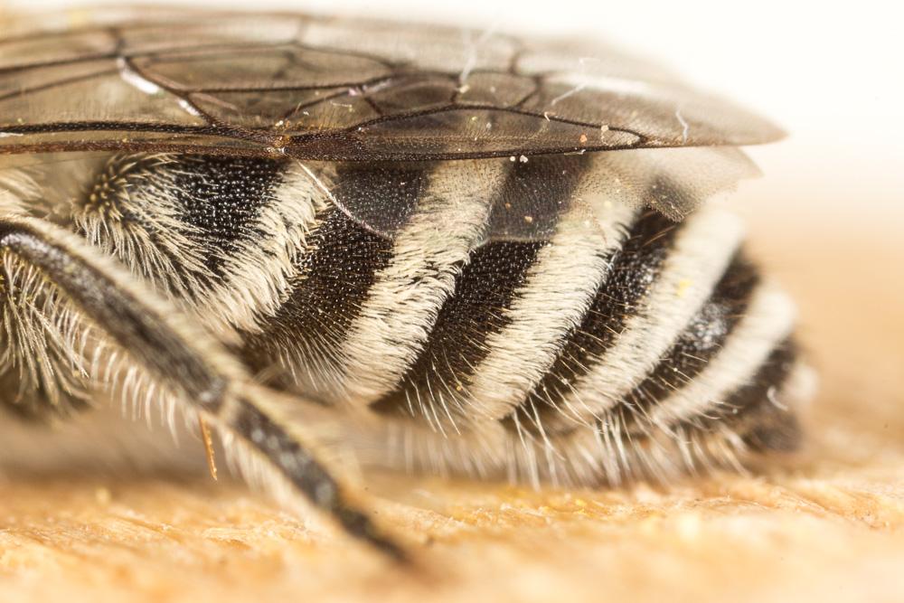 Le  Colletes nigricans Gistel, 1857