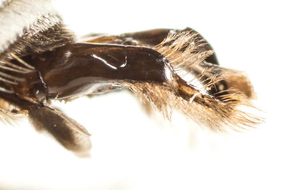 Le  Colletes nigricans Gistel, 1857