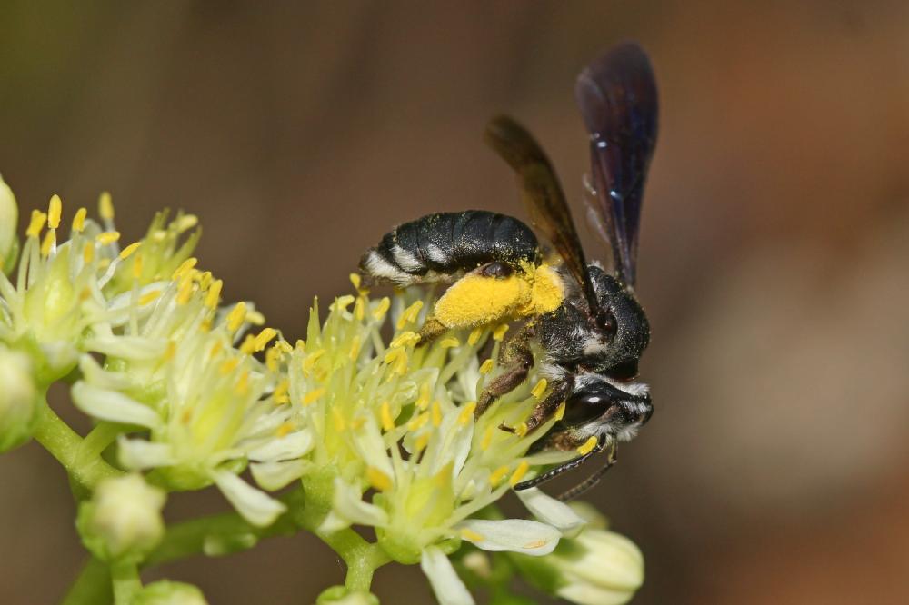 Le  Andrena asperrima Pérez, 1895