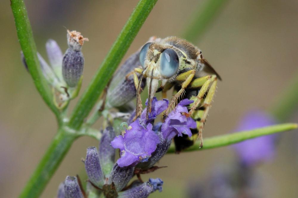  Bembix zonata Klug, 1835