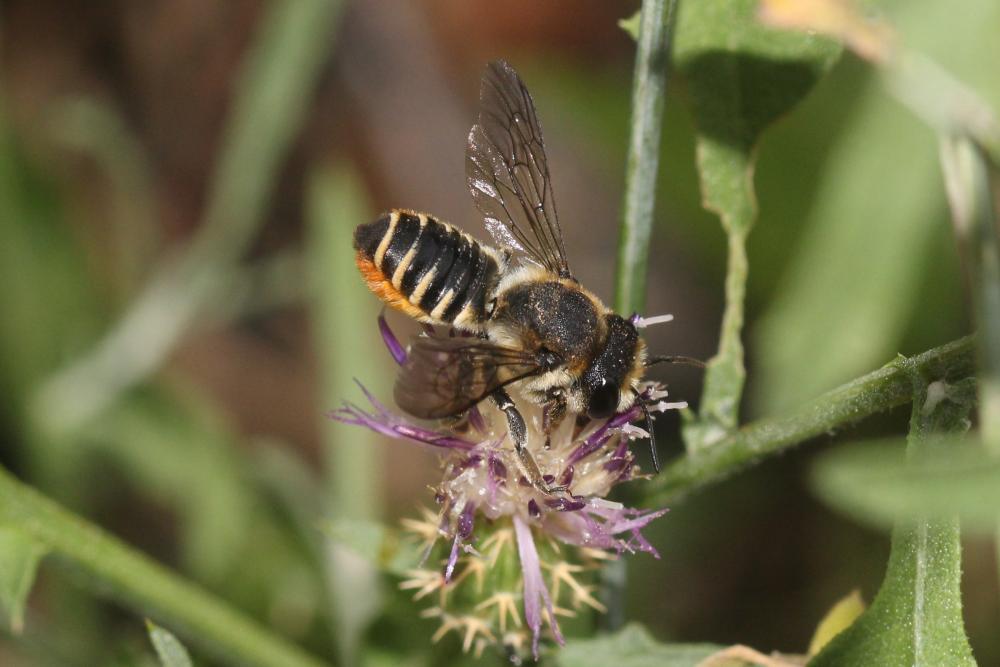 Mégachile du rosier, Abeille découpeuse Megachile centuncularis (Linnaeus, 1758)