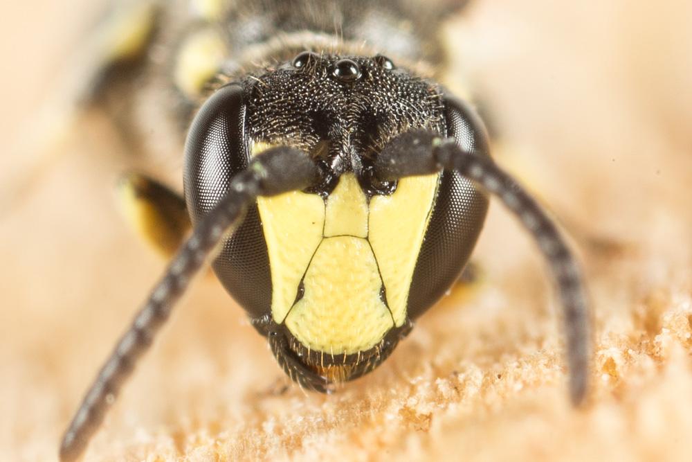 Le  Hylaeus pectoralis Förster, 1871