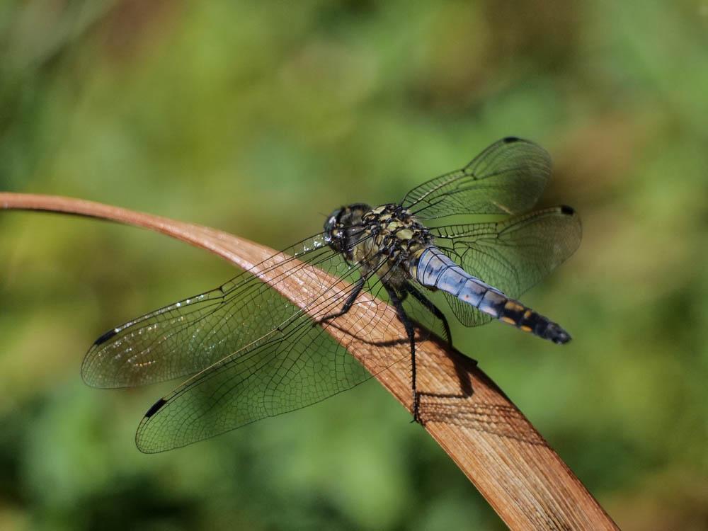 Orthétrum réticulé (L') Orthetrum cancellatum (Linnaeus, 1758)