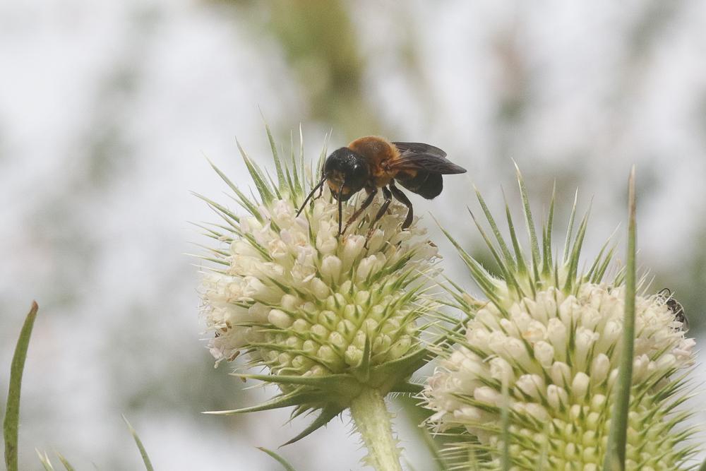 Megachile sculpturalis Smith, 1853
