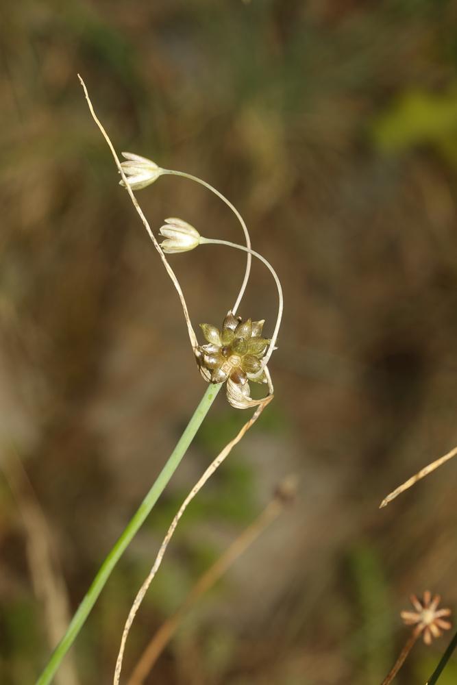 Le Ail maraîcher, Ail des endroits cultivés Allium oleraceum L., 1753
