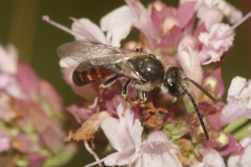 Lasioglossum calceatum (Scopoli, 1763)