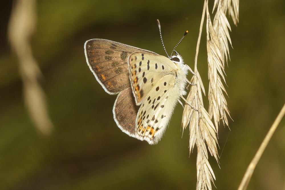 Cuivré fuligineux (Le), Argus myope (L'), Polyomma Lycaena tityrus (Poda, 1761)