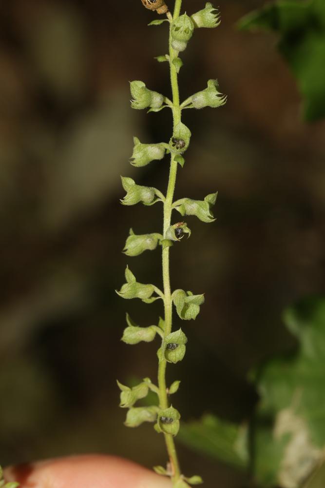 Germandrée, Sauge des bois, Germandrée Scorodoine Teucrium scorodonia L., 1753