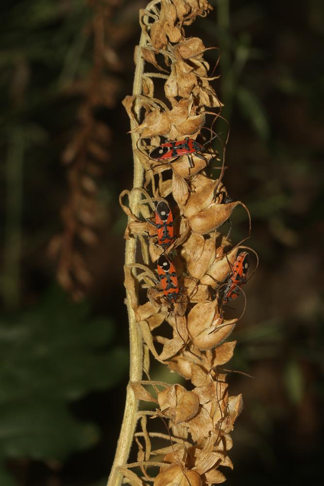 Punaise écuyère Lygaeus equestris (Linnaeus, 1758)