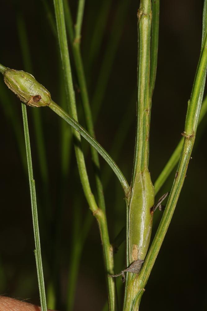  Hexomyza sarothamni (Hendel, 1923)